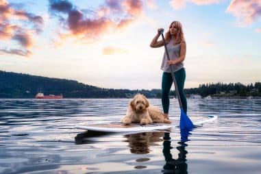 How Do You Train a Dog to Paddle Board
