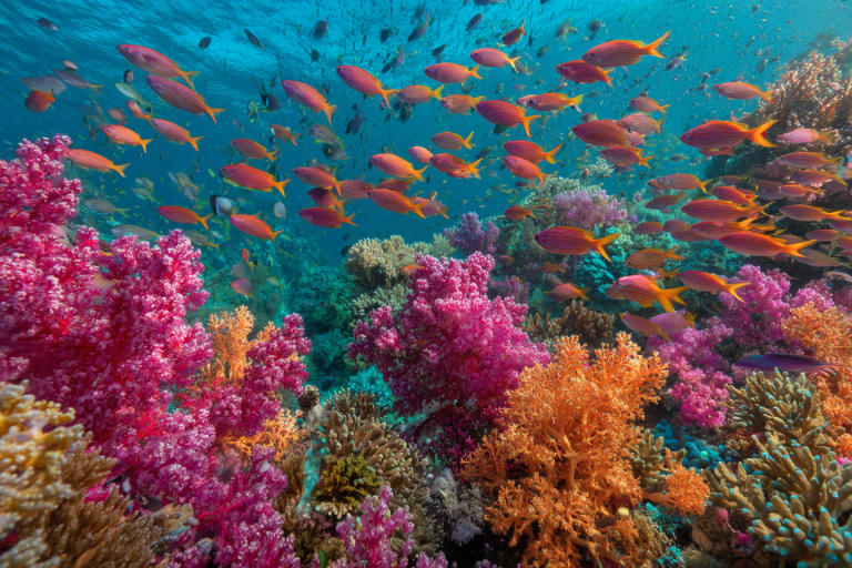 Perfecting Underwater Photography Lighting for Scuba Diving