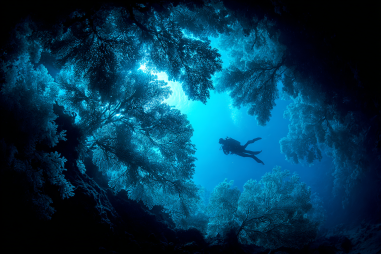 Benefits Of Night Scuba Diving